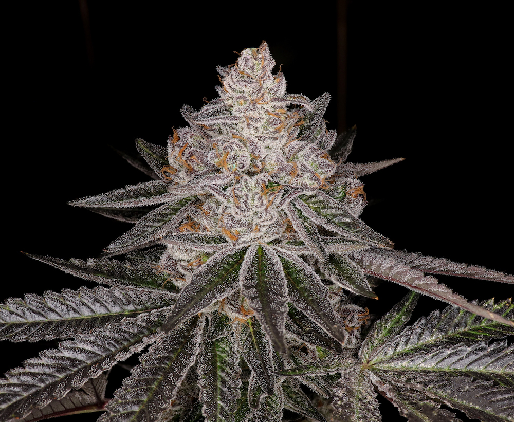 Apple Fritter Strain